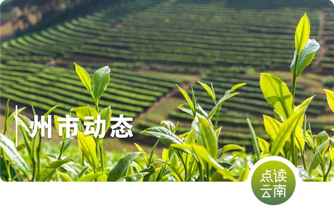 点读云南丨营商环境全面提质！看云南如何行动